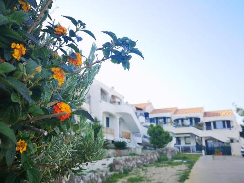 a row of white houses with orange flowers in front at Residence Fior di Sulcis in Calasetta