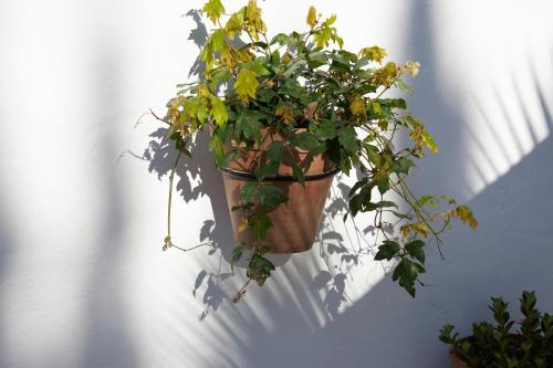 a plant in a pot hanging on a wall at El Molino Estepona in Estepona