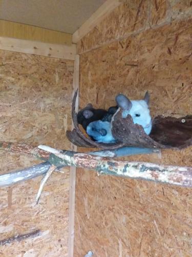 a baby cat laying in a hen house at Pension Berghof in Breitenbrunn