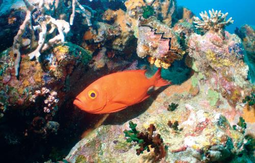 an orange fish on a coral reef at Constance Tsarabanjina - All Inclusive in Nosy Mitsio