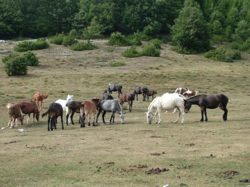 a herd of horses grazing in a field at Amazing Lake View in Castel di Tora