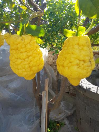 two large yellow fruit hanging from a tree at Villa Antonino in Giardini Naxos