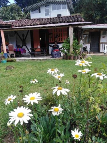 a bunch of white flowers in a yard at Tarragona Hostal in Santa Rosa de Cabal