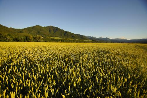 a field of grass with mountains in the background at Farm Stay Ezura Farm in Engaru