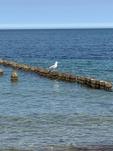 a white bird sitting on a pier in the water at Mare Balticum Urlaub auf Rügen in Sagard