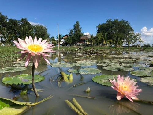 two pink water lilies in a pond at Resort Railumpoo (Farm and Camping) in Nakhon Sawan