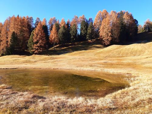 a field with a body of water in front of trees at Garni Franca b&b in Selva di Val Gardena