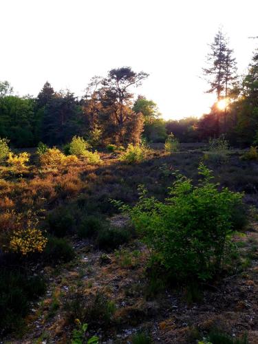 a field with bushes and trees in the background at 't Buitenverblijf Erve Punte in Losser