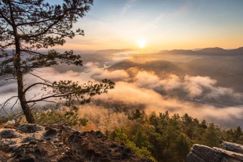 a view of a foggy valley at sunset with a tree at Hotel Bei Gretel, Wellness & Ayurveda in Struppen-Siedlung