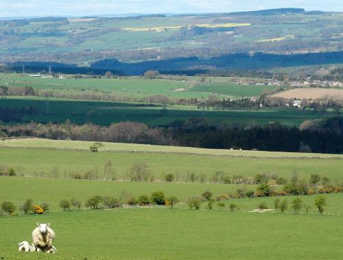 dwie owce wypasające się na polu zielonej trawy w obiekcie The Anchor Inn w mieście Whittonstall