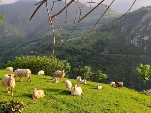 a herd of sheep grazing on a grassy hill at Hotel Rural El Rexacu in Bobia de Arriba