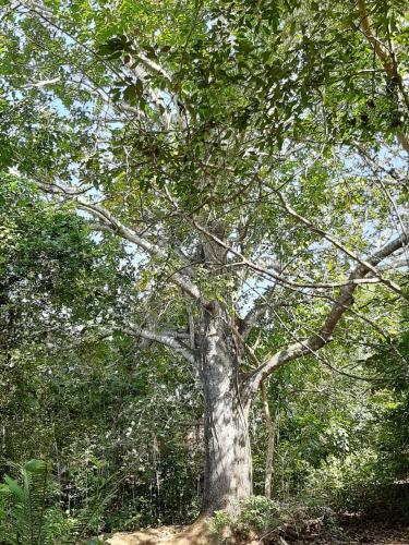 a large tree with many branches and leaves at Mangoo Glamping in Melgar