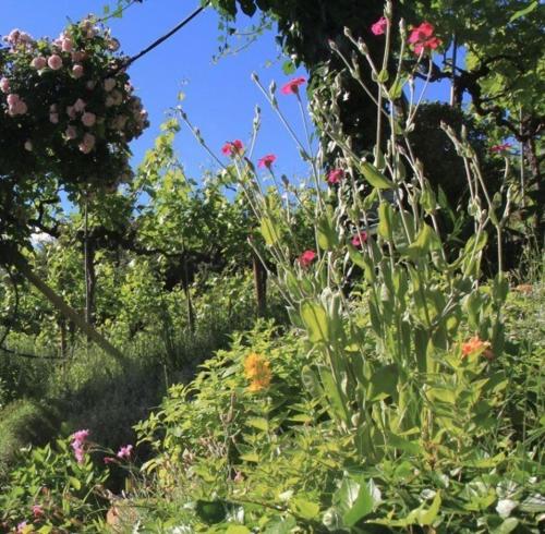 a garden filled with lots of plants and flowers at Millenniumshof in Caldaro