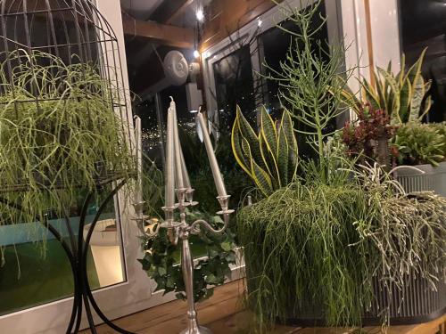 a room filled with potted plants on a table at Rouge Hotel International in Milano Marittima