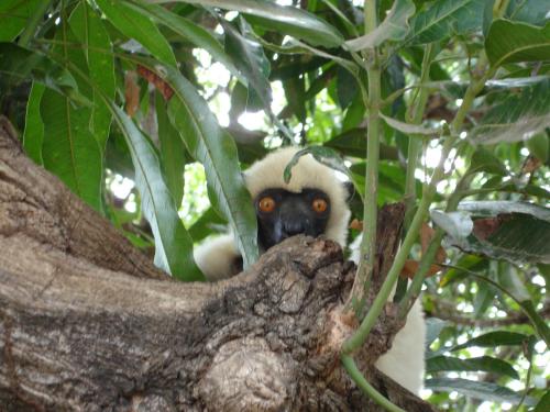 a black and white monkey sitting in a tree at Hôtel Restaurant Coco Lodge Majunga in Mahajanga