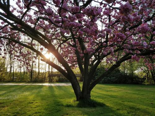 a tree with pink flowers on it in a field at B&B Domein Rodin in Oud-Turnhout