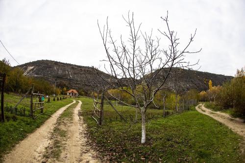 a tree in a field next to a dirt road at Casa Agricultorului Varzari in Butuceni