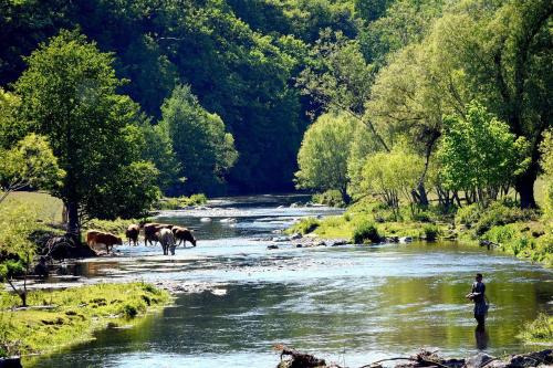 a group of horses walking across a river with a man at Le basecamp des sommets in Stavelot