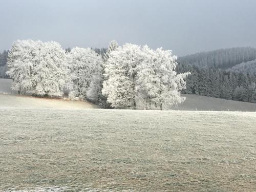 a group of trees with snow on them in a field at Haus Neuville in Medendorf, ruhige Lage in Bullange