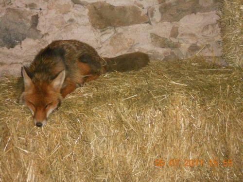 a fox is laying in a pile of hay at Agriturismo Alle Baite in Branzi