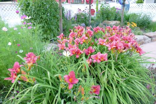 a bunch of pink flowers in a garden at Red Wing Motel in Manitou Springs