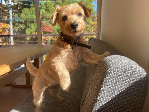a dog sitting on a chair in a room at 白馬パウダーマウンテン in Hakuba