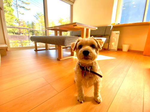 a small brown dog standing on a wooden floor at 白馬パウダーマウンテン in Hakuba