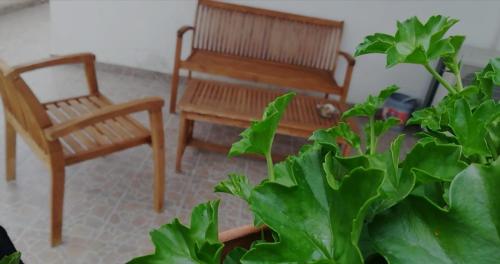 a living room with two wooden chairs and a plant at Jenny's House b&b in Presenzano