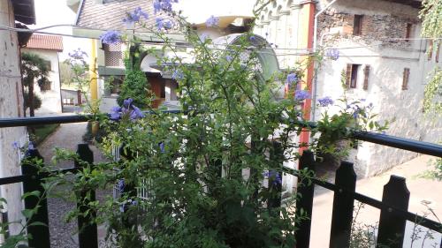 una planta en una valla con flores púrpuras en B&B La Rampichina, en Borgofranco dʼIvrea