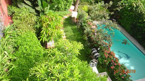 einen Garten mit Pool und einigen Pflanzen in der Unterkunft Fabuleuse Villa Keur Bibou in Dakar