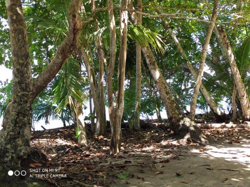 a group of trees with leaves on the ground at Madre Selva Hostel in Puerto Viejo