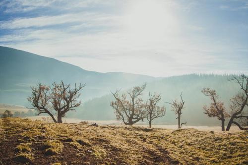 a group of trees in a field with mountains in the background at Appelsbosch Guest Farm in Swellendam
