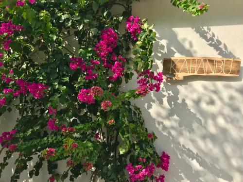a bunch of pink flowers on the side of a wall at Kahanbu Ocean View in Thulusdhoo