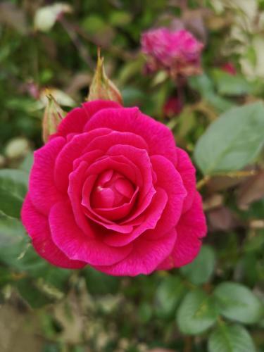 a pink rose is growing in a garden at Coed Helen Holiday Park in Caernarfon