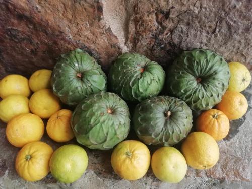 a bunch of fruits and vegetables on a wall at Hotel Casa Medina in San Mateo