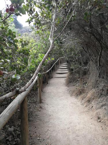 a dirt path in a forest with a wooden fence at Espectacular Departamento Algarrobo Norte in Algarrobo