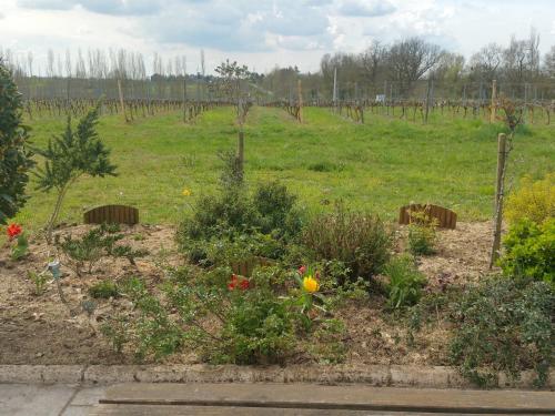 ogród z kwiatami w środku pola w obiekcie Les Bacchusiennes w mieście Saint-Georges-sur-Layon