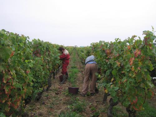 two people are working in a vineyard at Les Bacchusiennes in Saint-Georges-sur-Layon