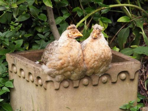 two birds sitting on top of a concrete planter at Old Vicarage B&B in Coleford