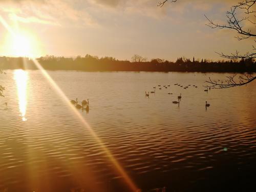 a group of ducks swimming in a lake at sunset at Royaltybed Copenhagen in Copenhagen