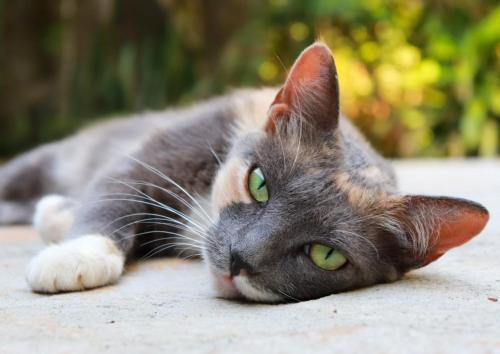 a gray and white cat laying on the ground at Pousada Horizonte Azul in Ilha de Boipeba