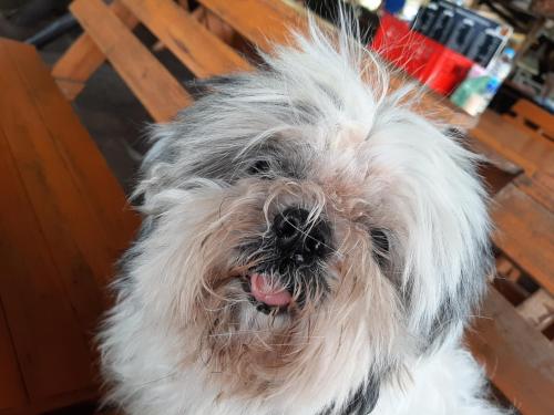 a small white dog is looking at the camera at Vanlisut Hotel Ngamwongwan in Nonthaburi