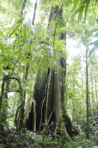 a man standing next to a large tree in the forest at Finca Sueno de Osa in Puerto Jiménez