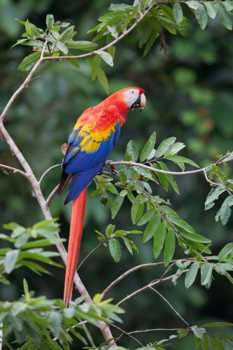 a colorful bird sitting on a tree branch at Finca Sueno de Osa in Puerto Jiménez