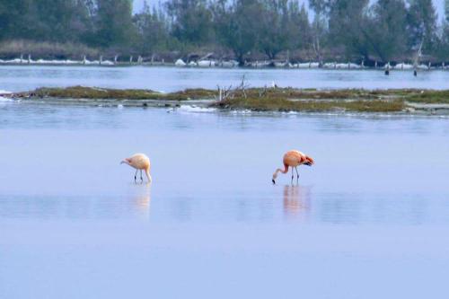 two birds are standing in a body of water at Apart-Hotel Golden Lake 2 in Arraial do Cabo