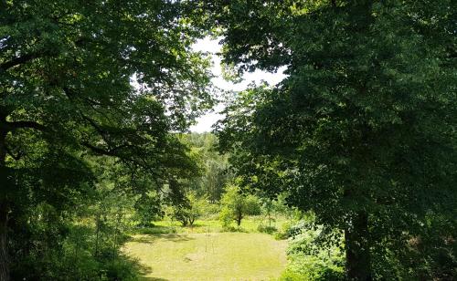a tree lined path in the middle of a field at Brukshotellet Skinnsberg in Skinnskatteberg