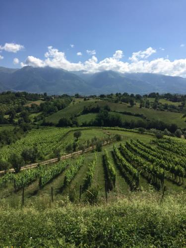 an aerial view of a vineyard in a field at Palazzo del Senatore in Atina