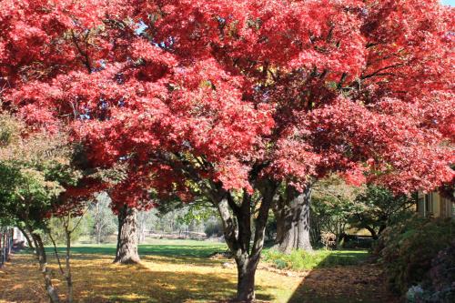 a group of trees with red leaves in a yard at Buffalo Motel and Country Retreat in Porepunkah
