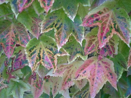 a close up of a plant with colorful leaves at Au Pré du Moulin in Clamanges