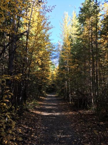 Yoho Chalets – Photos 2